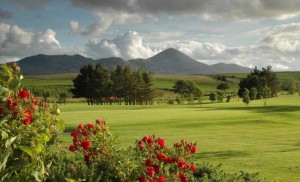 Westport Golf Club roses